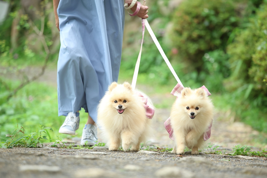 【Dog Friendly Room】〜愛犬と世羅を満喫旅〜 朝食ボックス付　＜小学生以下添寝無料＞