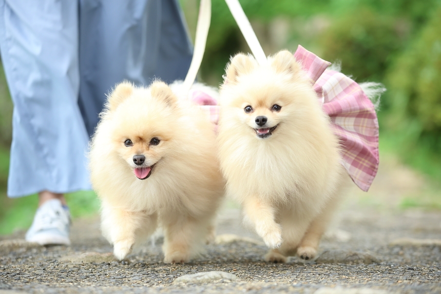 【Dog Friendly Room】〜愛犬と世羅を満喫旅〜 素泊まり＜小学生以下添い寝無料＞