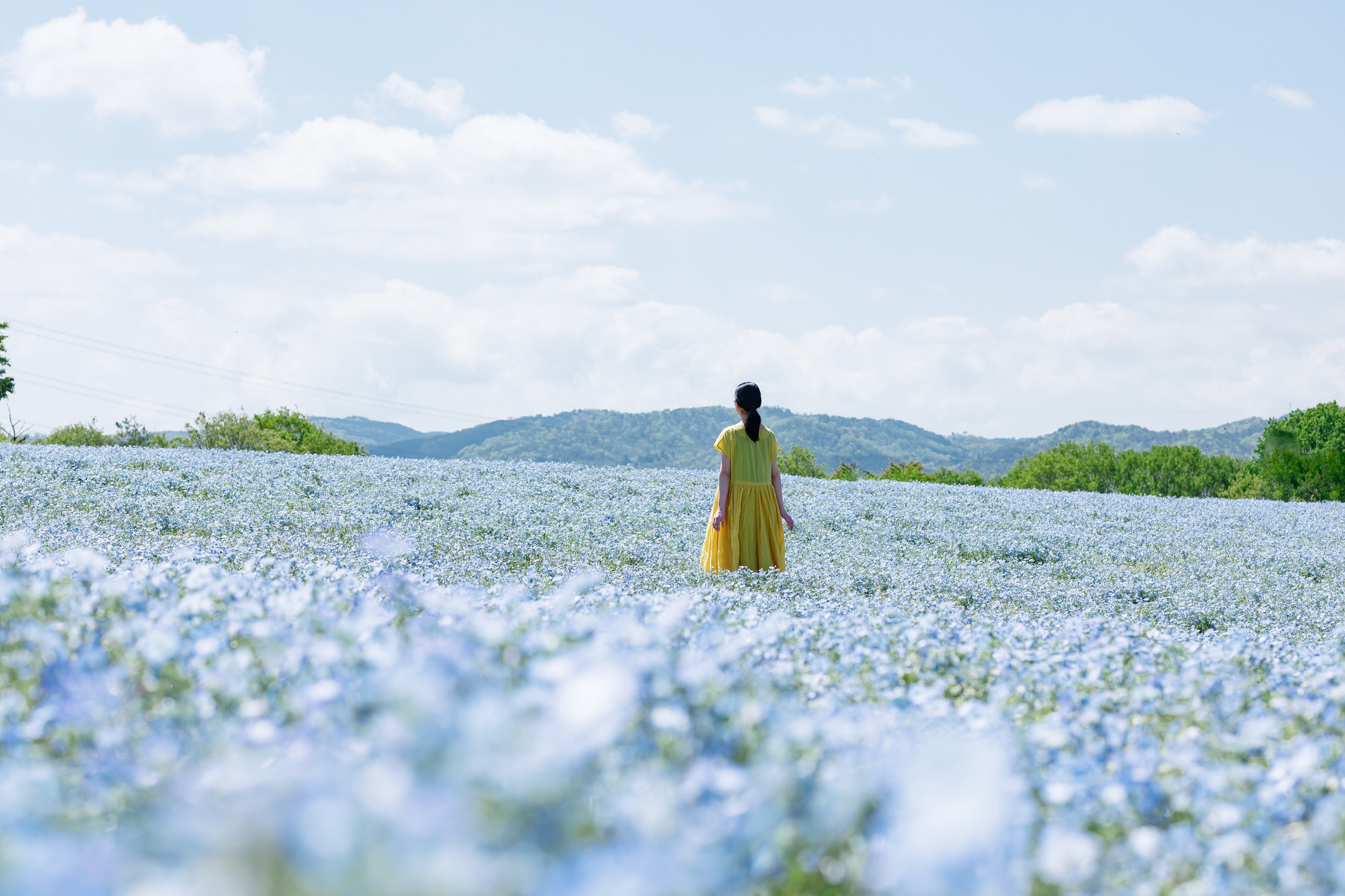 花夢の里（ホテル車25分）：丘一面を彩る芝桜とネモフィラは西日本最大級。例年4月上旬～5月中旬