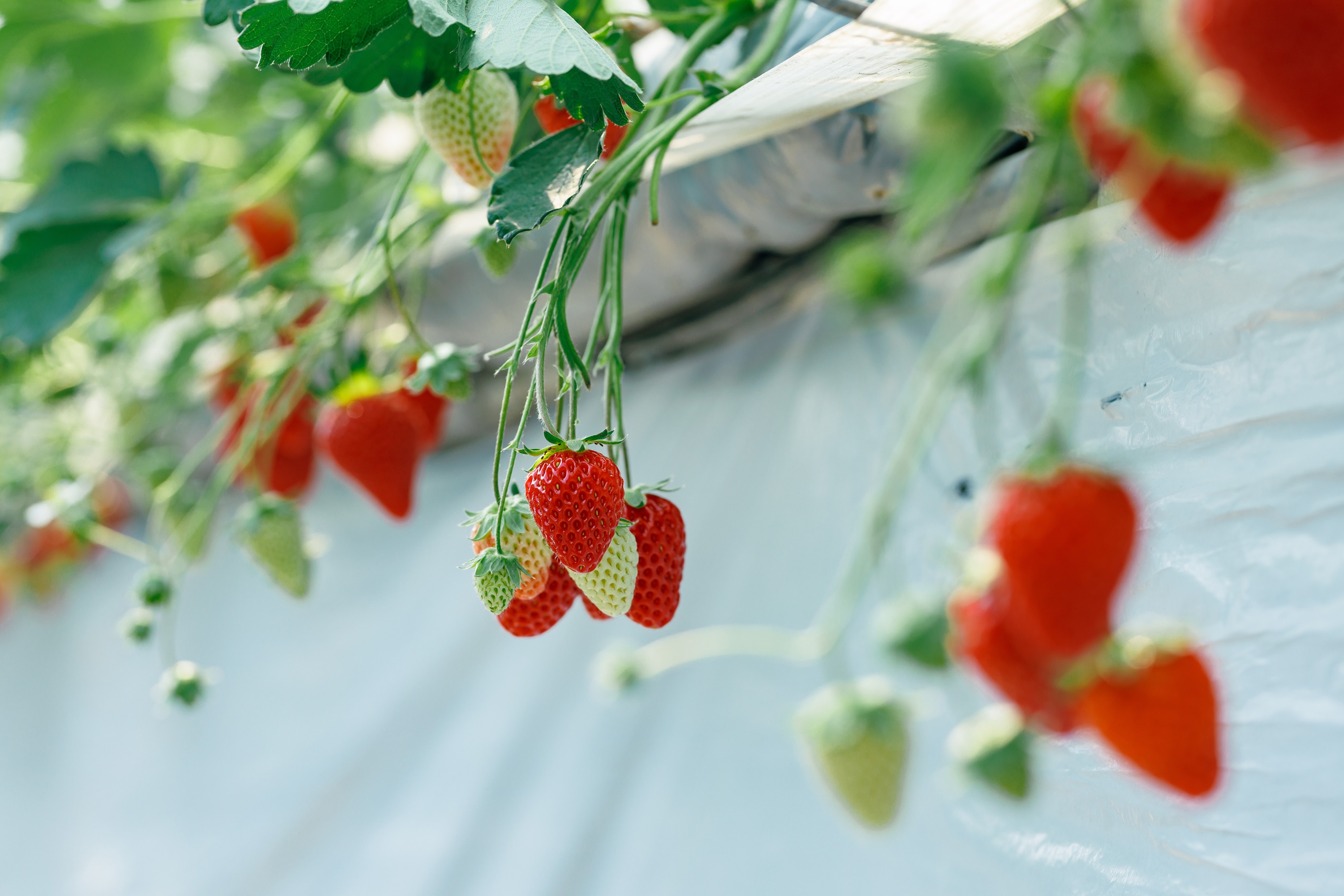 世羅幸水農園（ホテル車12分）：日本最大級の栽培面積を誇る。【春】いちご狩り【秋】梨狩り、ブドウ狩り