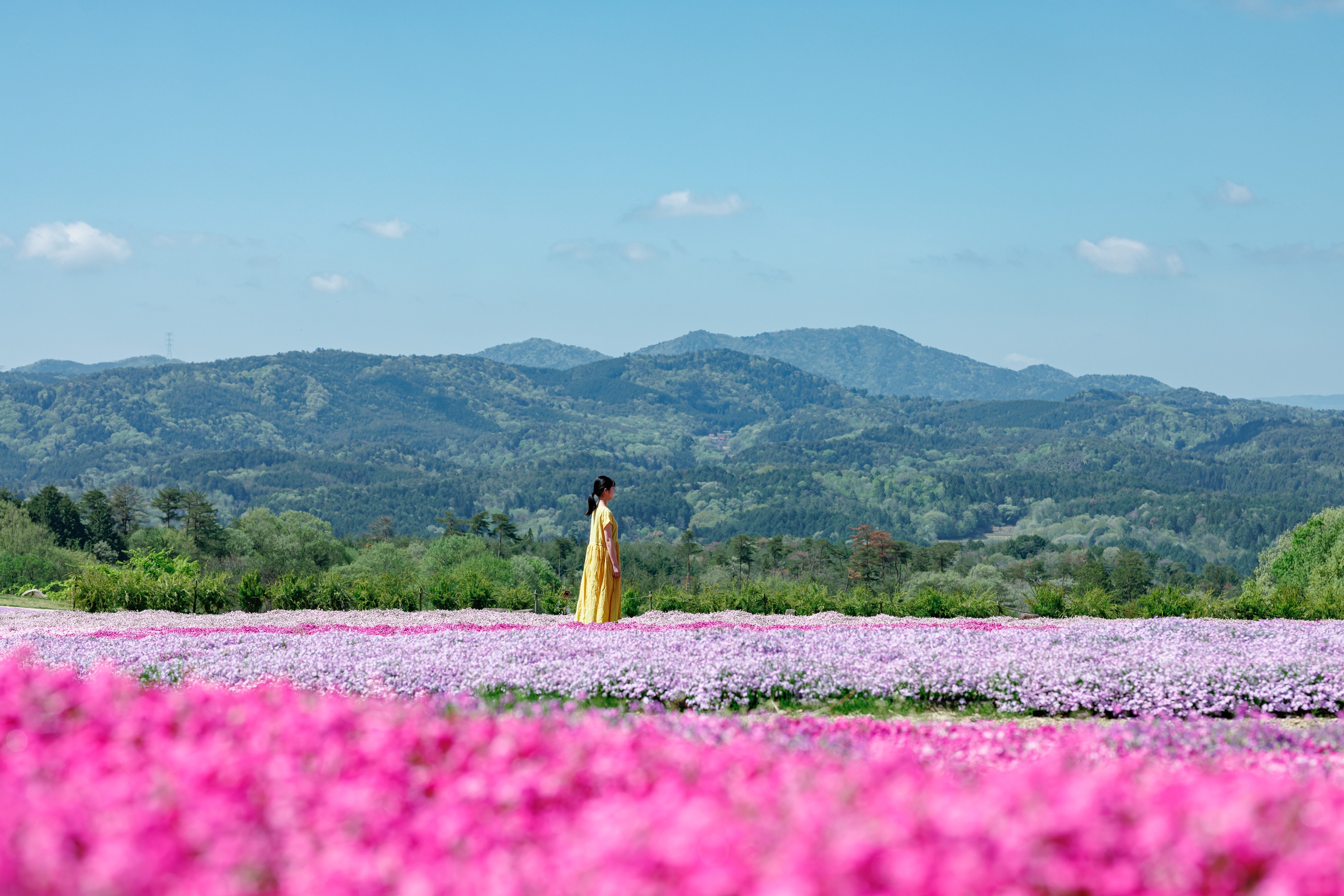 花夢の里（ホテル車25分）：丘一面を彩る芝桜とネモフィラは西日本最大級。例年4月上旬～5月中旬