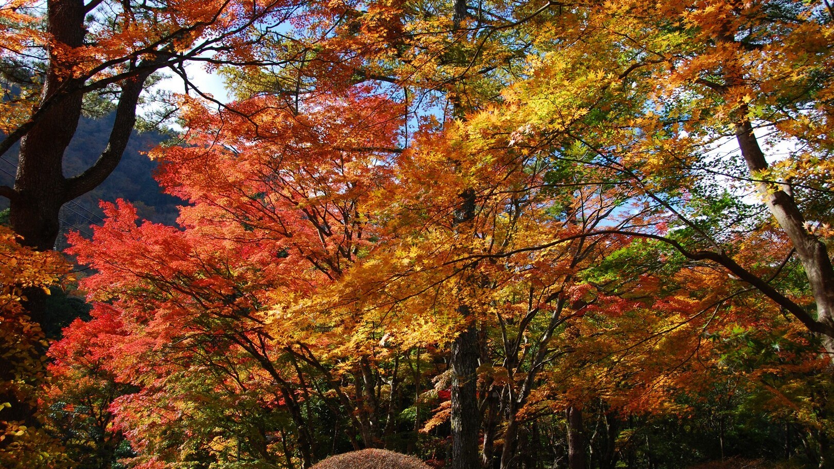 蓬莱園（紅葉）