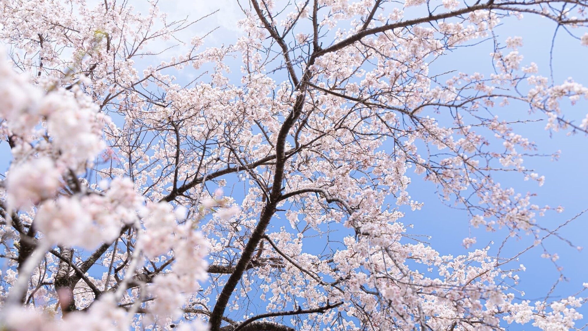 ホテル庭園の枝垂桜
