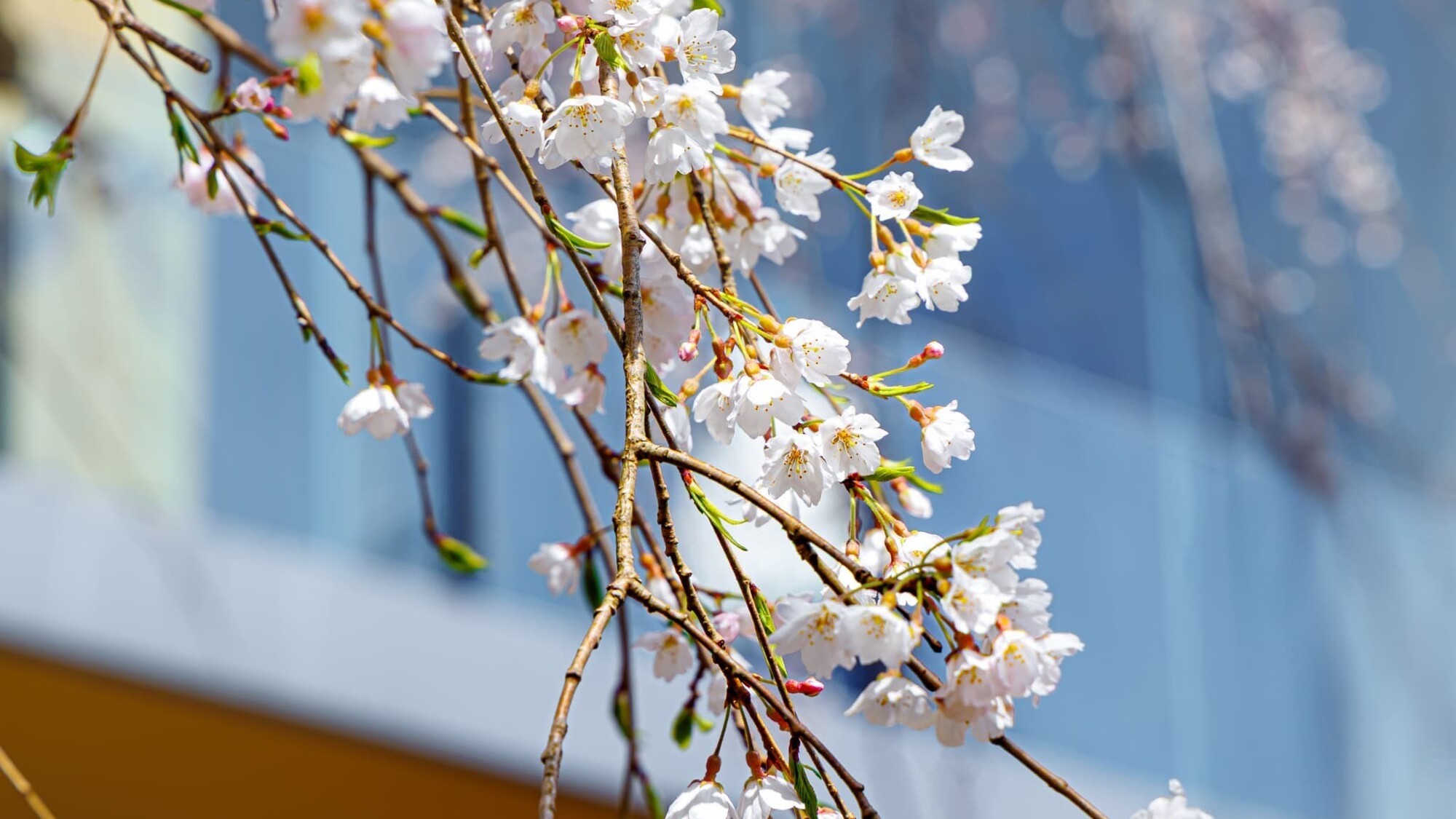 ホテル庭園の枝垂桜