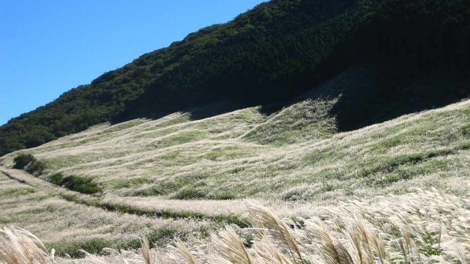 仙石原すすき草原