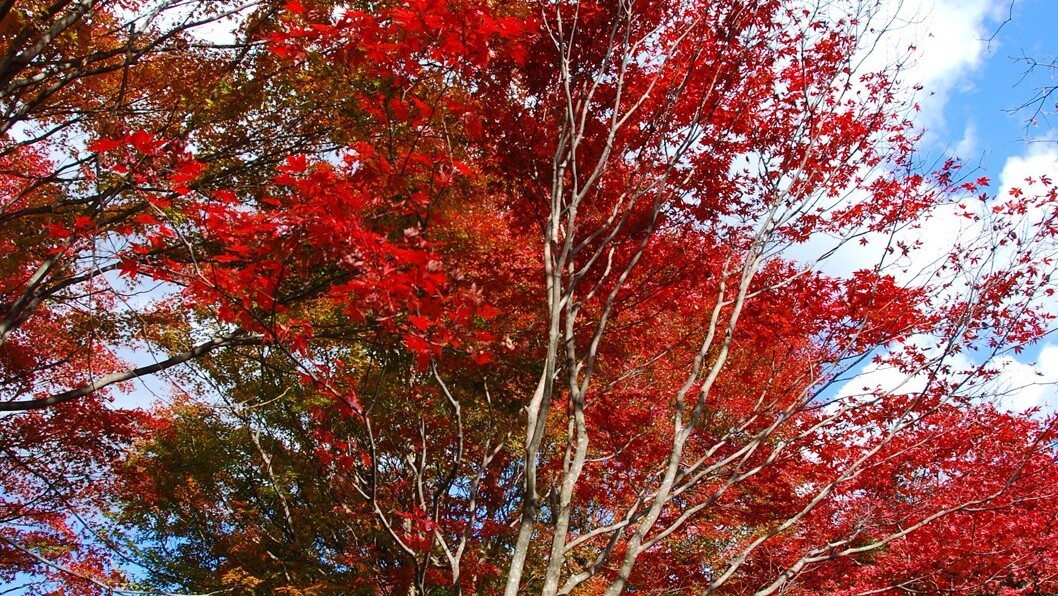 蓬莱園（紅葉）