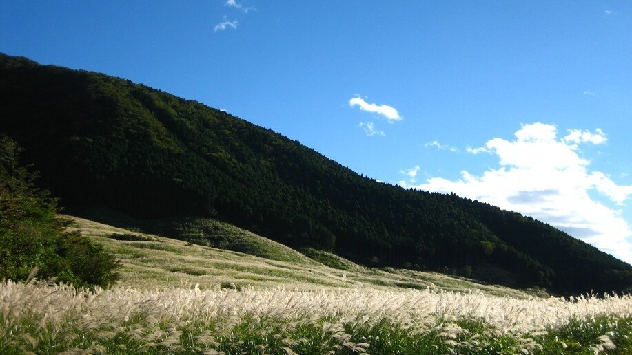 仙石原すすき草原