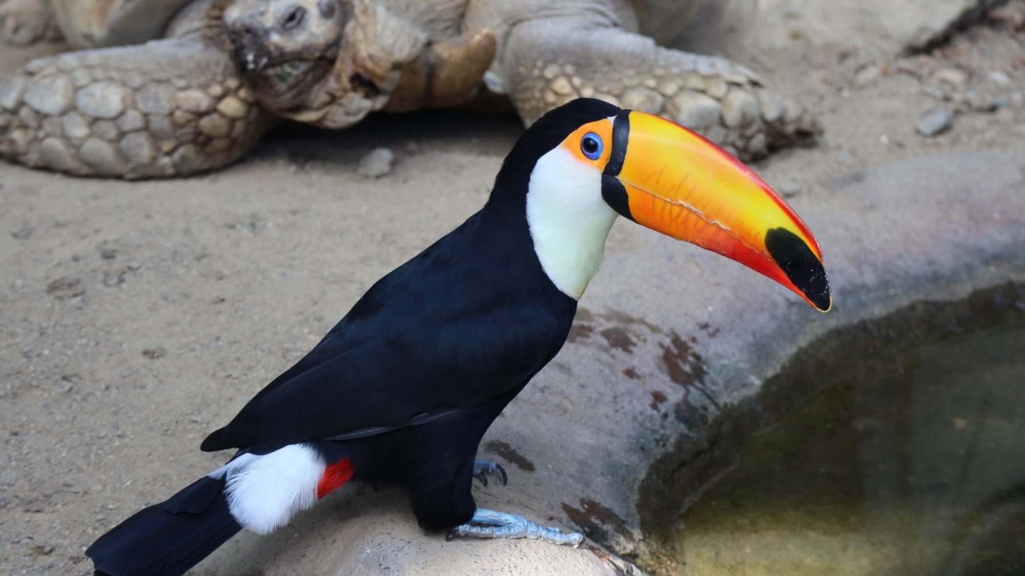 【アドベンチャーワールド】動物園・水族館・遊園地が一体となったテーマパーク（当館より車で約15分）