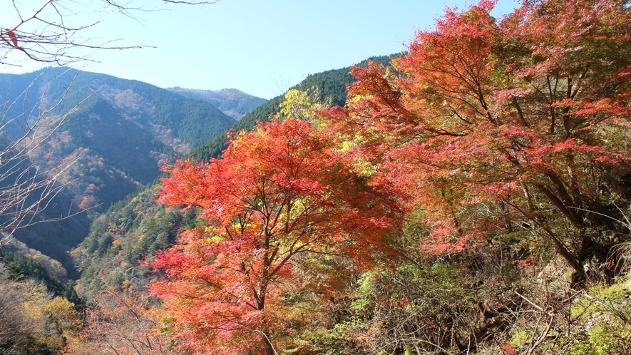 【高野龍神スカイラインの紅葉】例年の見頃は10月末～11月初旬。高野山と龍神温泉を結ぶ観光道路。