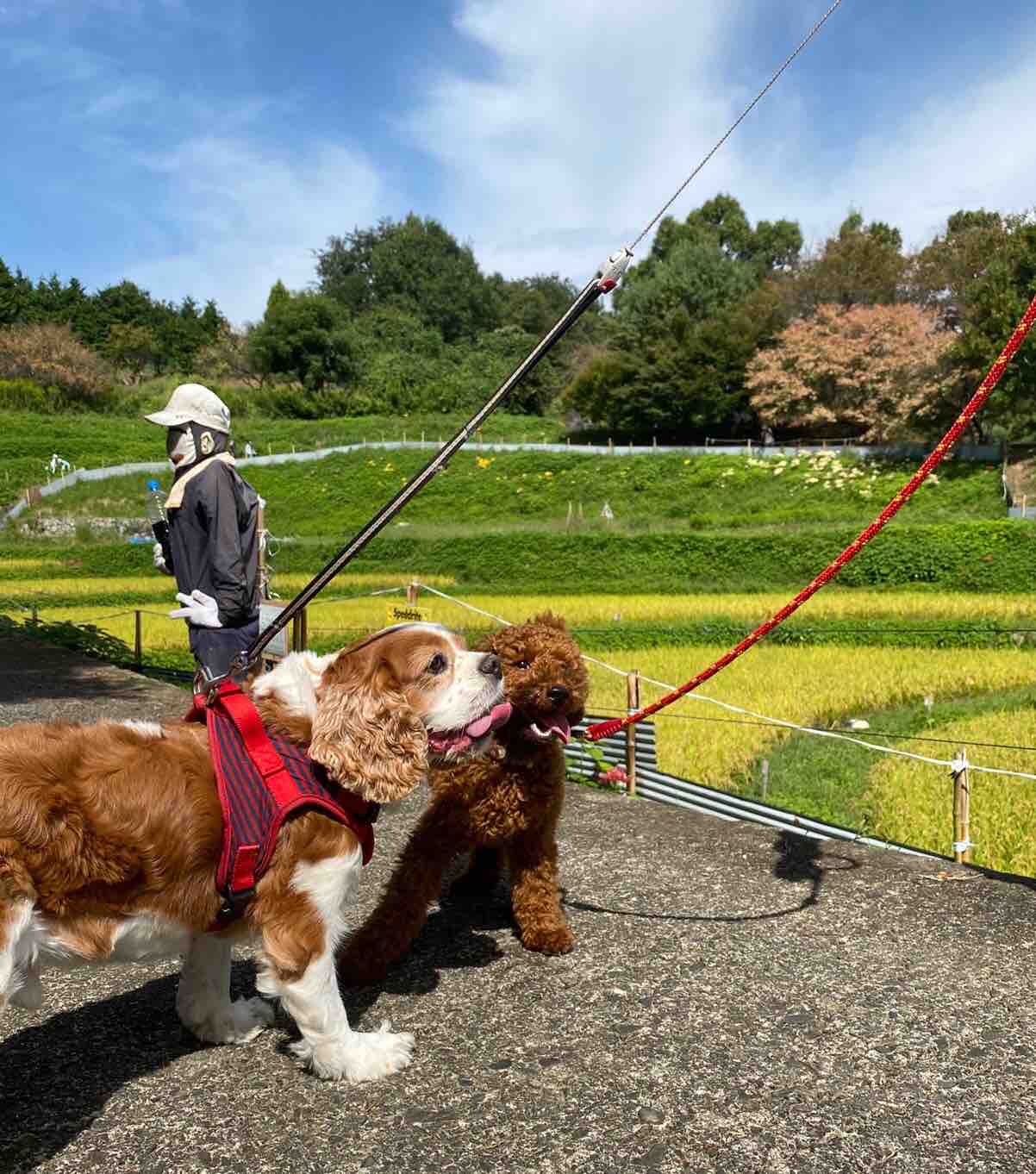 ワンちゃんと(明日香村の棚田にて)