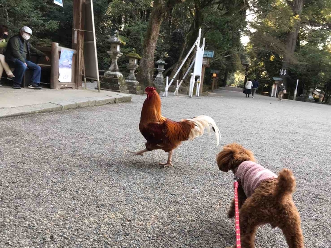 ワンちゃんと(石上神宮)