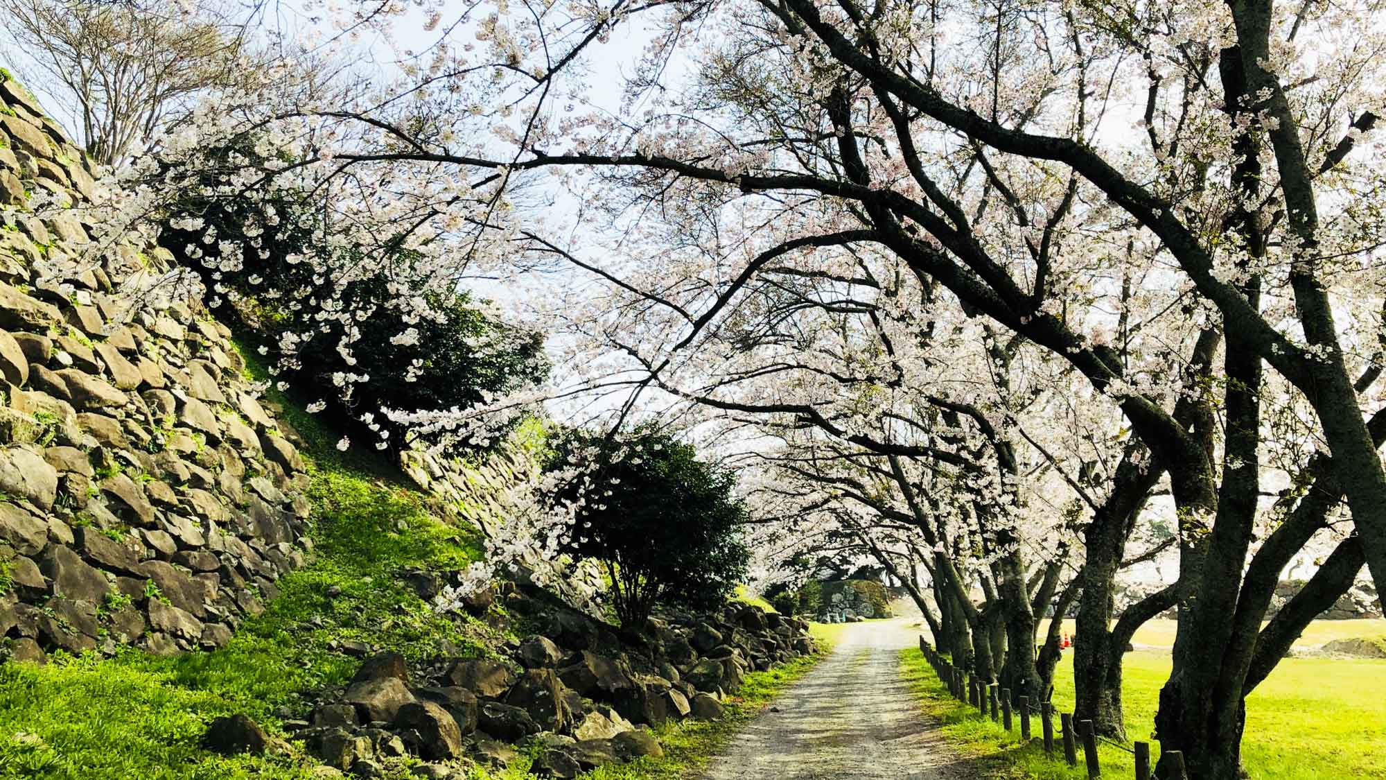 【周辺情報】名護屋城跡（当施設からお車で約6分）城跡の随所に桜が咲き、花見の名所としても有名です。