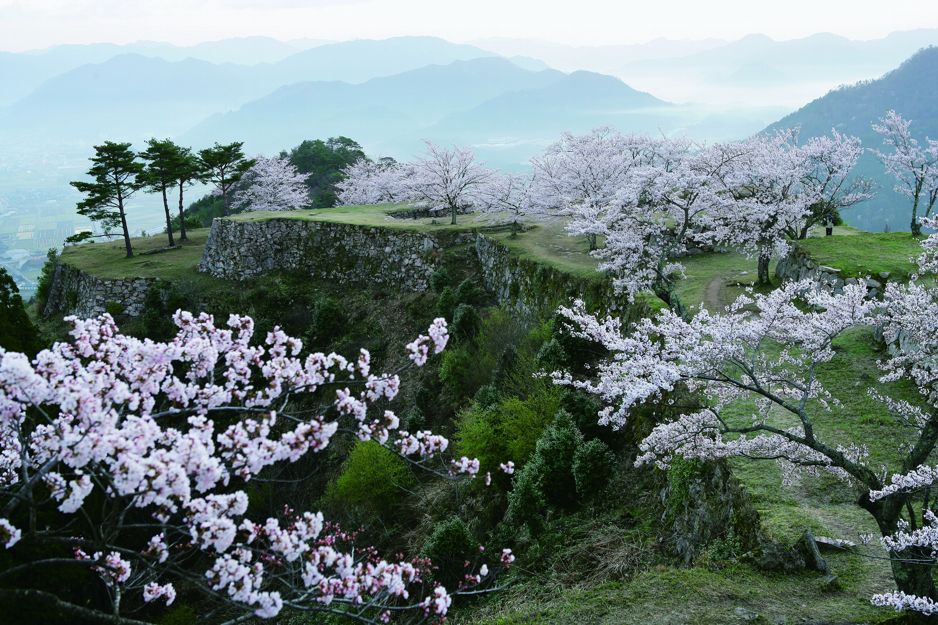 竹田城跡（ホテルから車で30分）：竹田城跡と桜が織りなす春の風景。