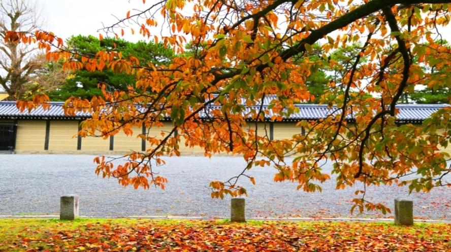 【京都御苑】京都の紅葉スポットの一つで有名です。