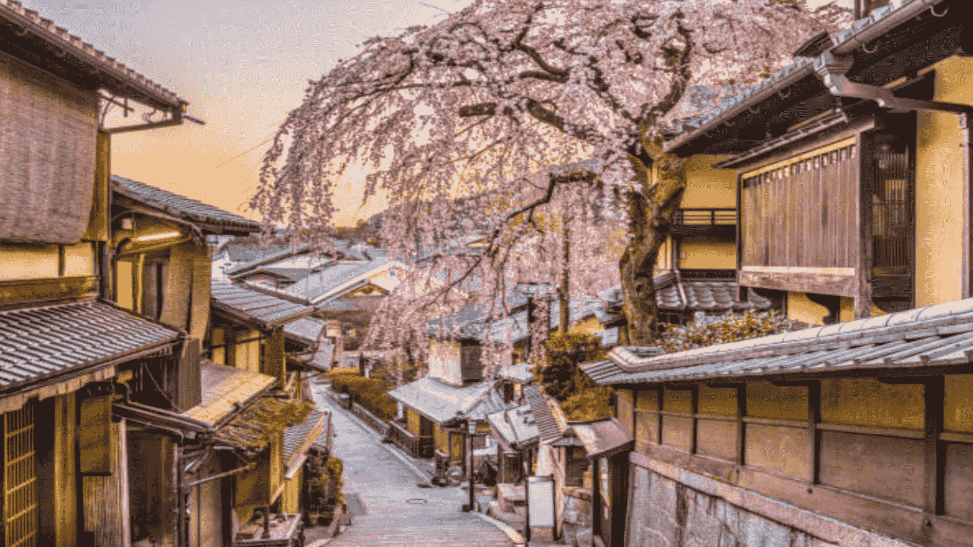 【高台寺付近】「ねねの寺」として親しまれており、春には方丈庭園のシダレザクラが美しく咲き誇ります。