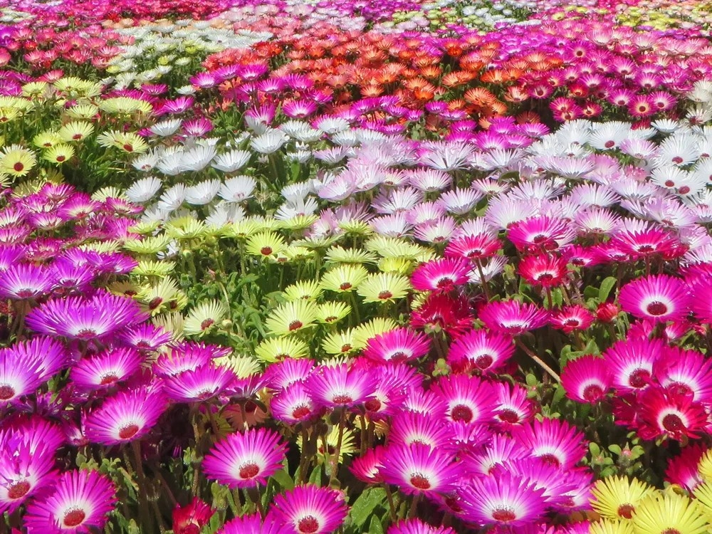 【パッ！と開花】開園前の花畑で目覚める命に感動♪植物の命を学ぶ家族旅＜花畑・2食のろし・入園券2日＞
