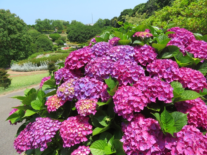 【虹色傘で探検♪】千株紫陽花と５万株マリーゴールド！家族で名物ＢＢＱ＜花畑・２食のろし・入園券２日＞
