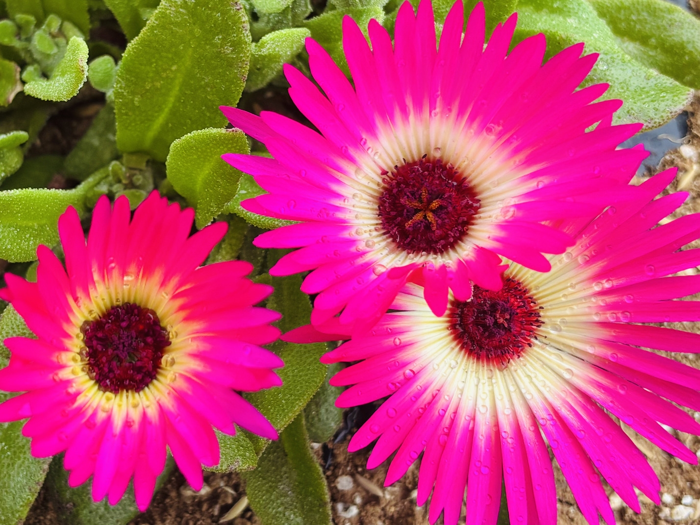 【パッ！と開花】開園前の花畑で目覚める命に感動♪植物の命を学ぶ家族旅＜花畑・2食のろし・入園券2日＞