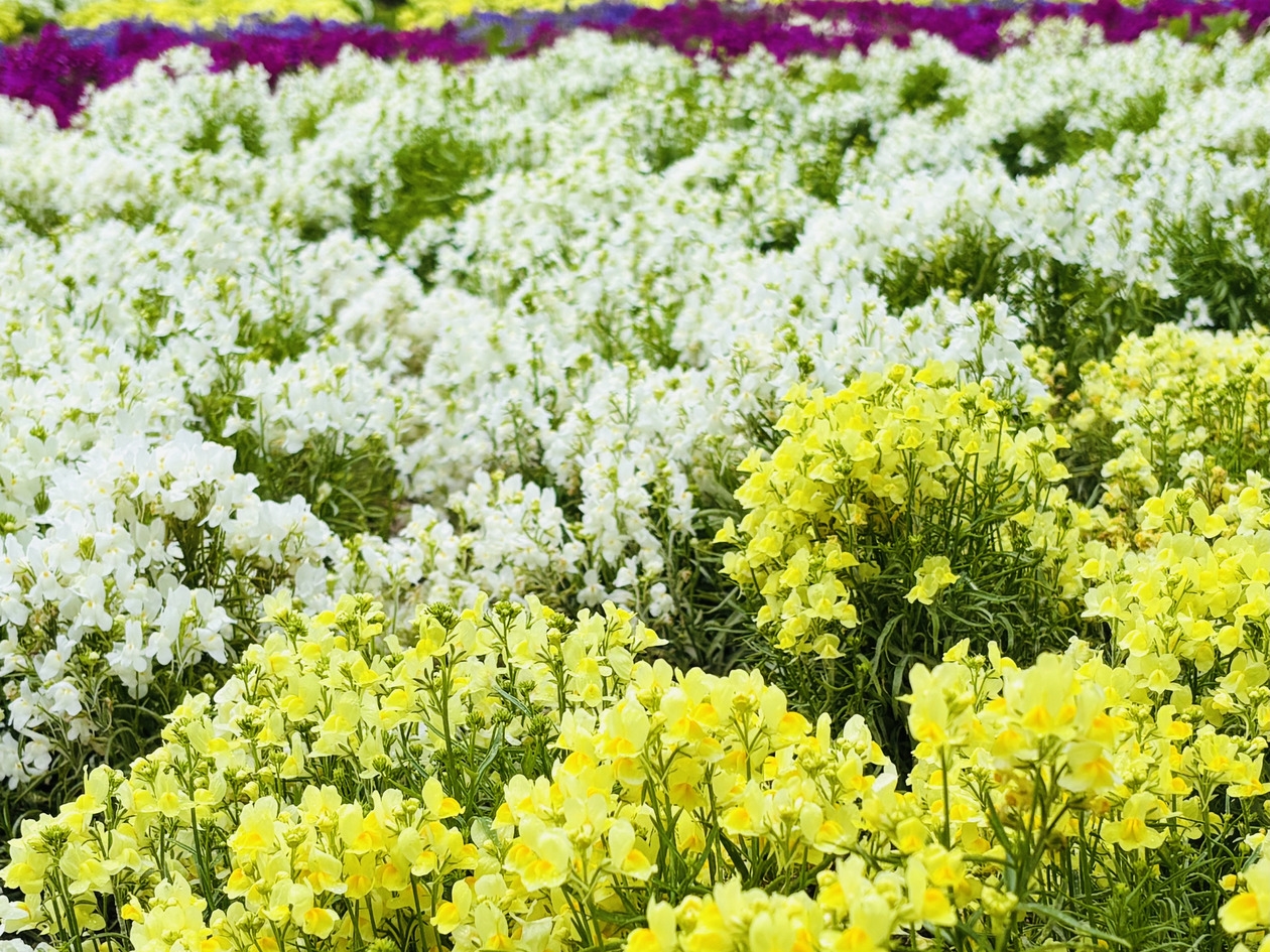 【今しかない】花畑を駆ける子どもの笑顔♪お花畑が広がる一戸建てで気兼ねない家族旅＜花畑・素泊まり＞