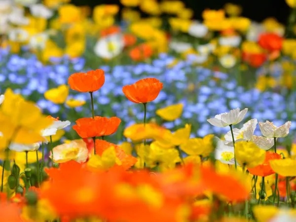 【今しかない】花畑を駆ける子どもの笑顔♪お花畑が広がる一戸建てで気兼ねない家族旅＜花畑・素泊まり＞