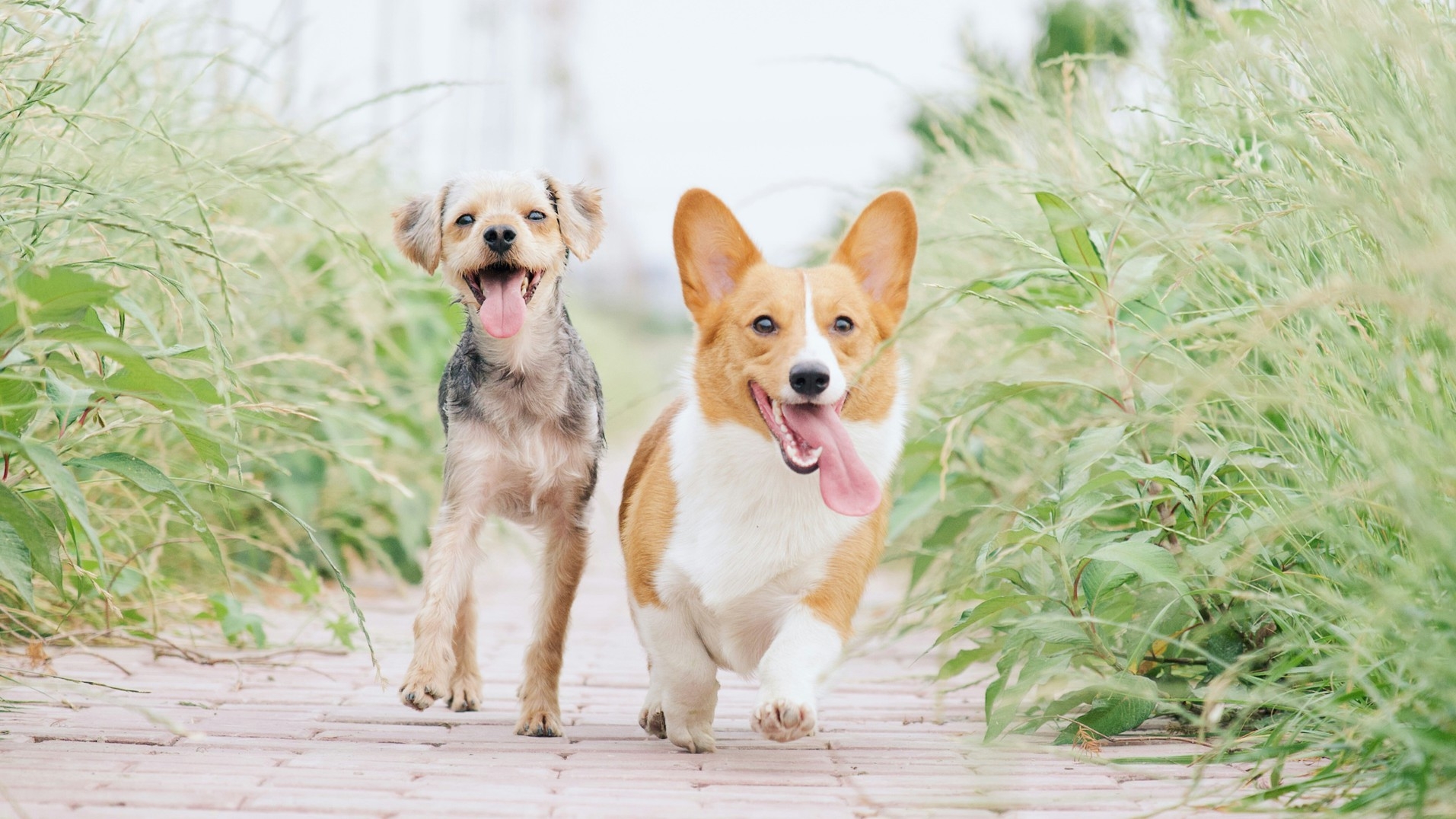 【気にせず笑いたい】子供と愛犬は元気が一番！戸建てヴィラ♪＜菜の花ルーム・2食のろし・フルパック＞