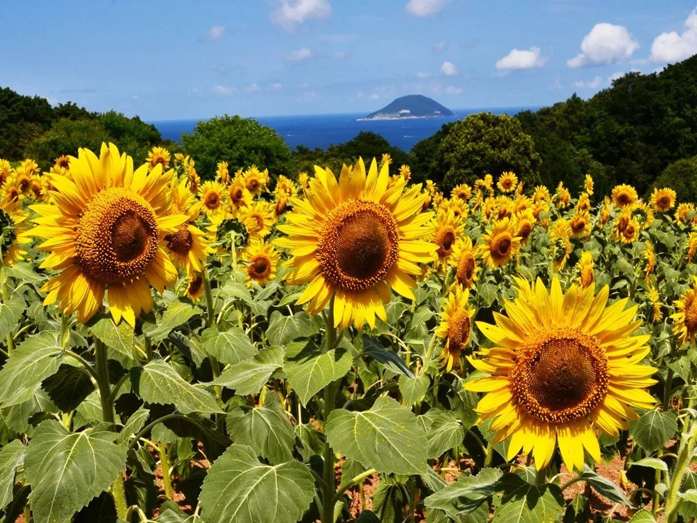 【わぁ動いてる！】お泊まりの朝♪太陽を追う５万本ひまわりと名物ＢＢＱ＜花畑・2食のろし・入園券2日＞