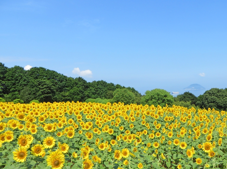 【わぁ動いてる！】お泊まりの朝♪太陽を追う５万本ひまわりと名物ＢＢＱ＜花畑・2食のろし・入園券2日＞