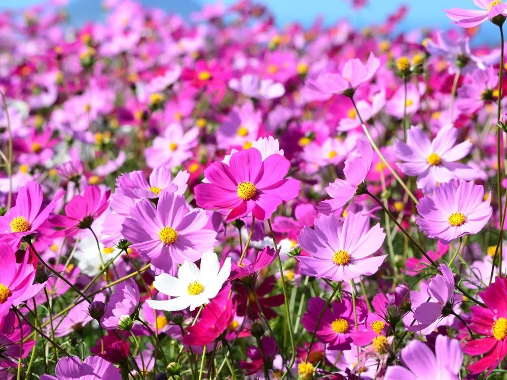 【今しかない】花畑を駆ける子どもの笑顔♪お花畑が広がる一戸建てで気兼ねない家族旅＜花畑・素泊まり＞