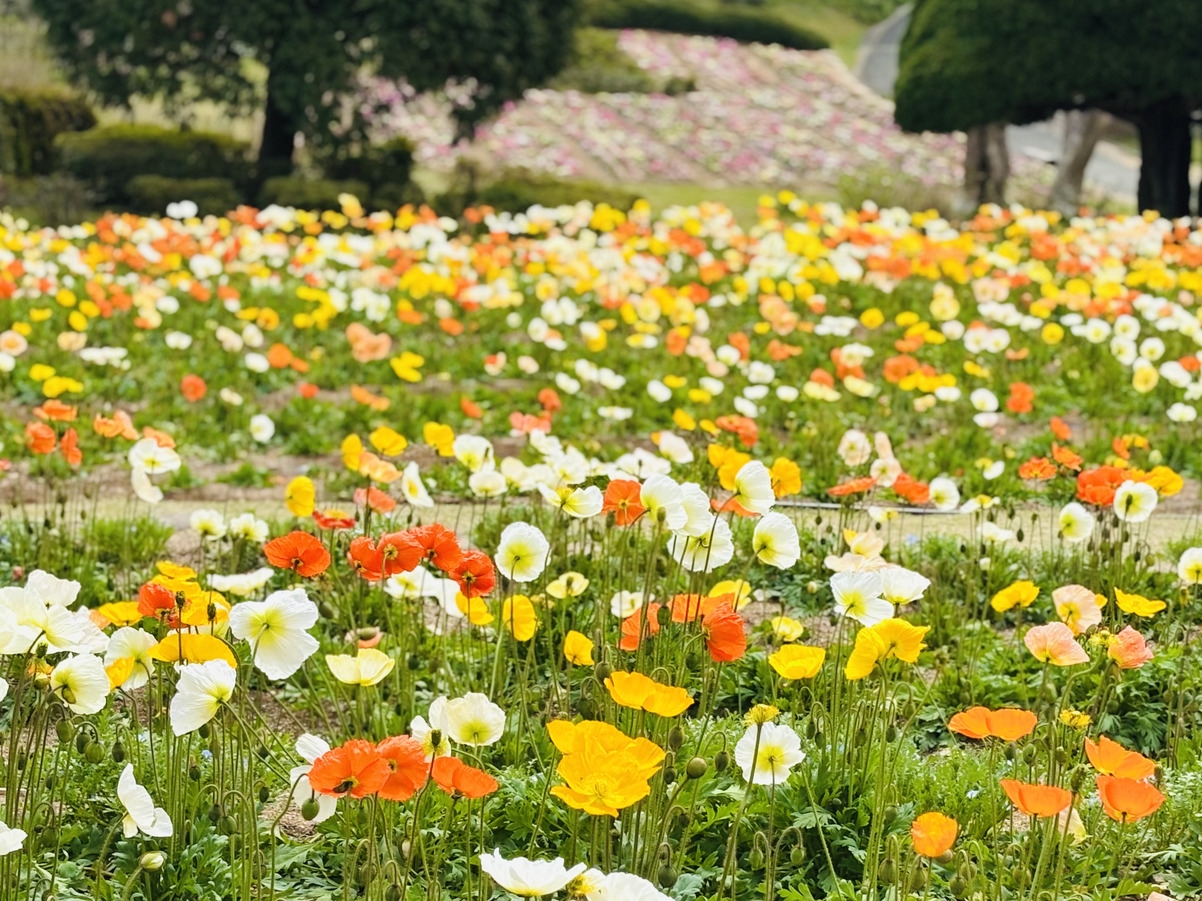【宝物はここに】おばあちゃんの「好き」は私が知ってる。家族をつなぐ花旅＜2食のろし・入園2日＞