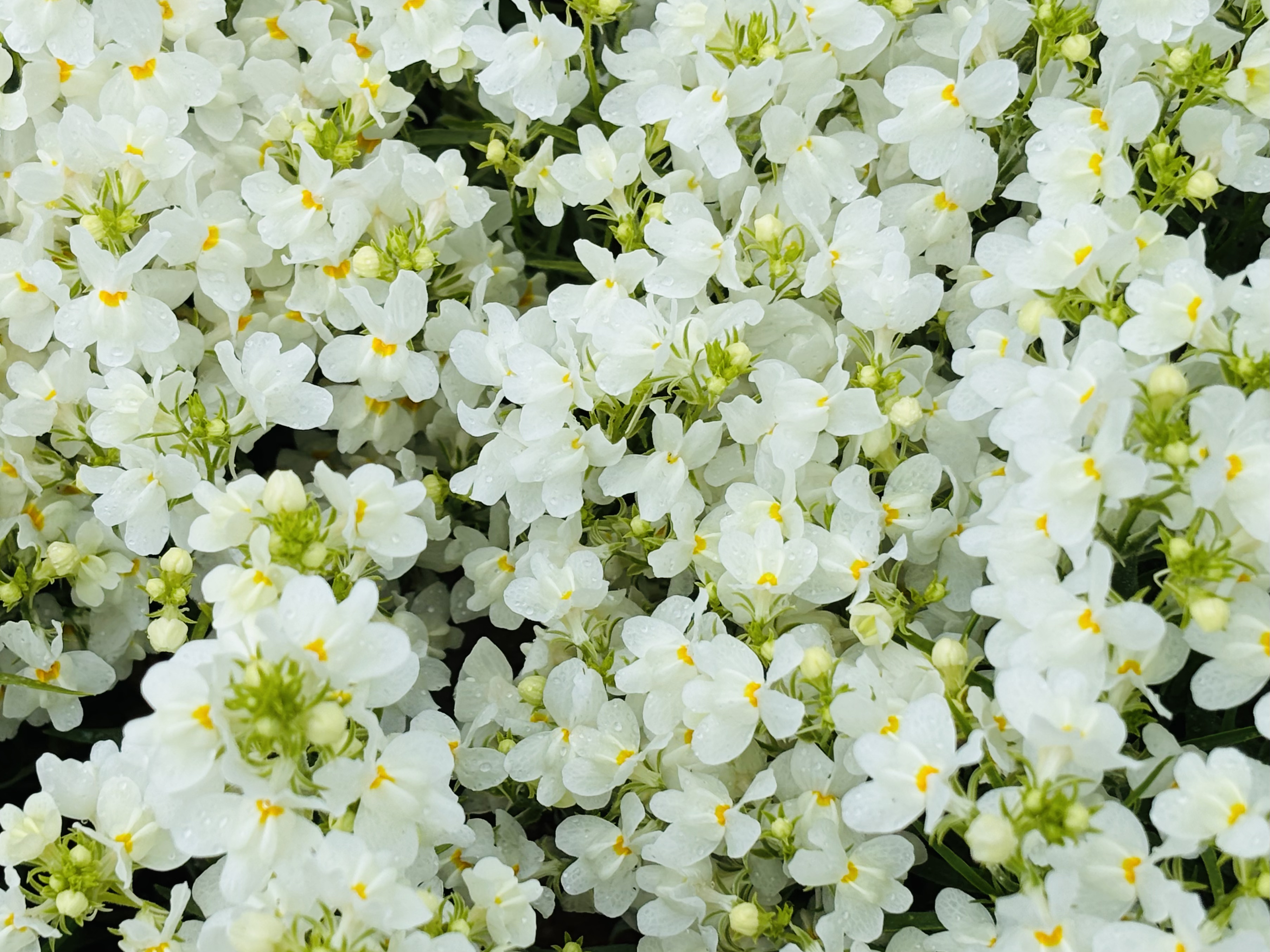 ヒメキンギョソウ