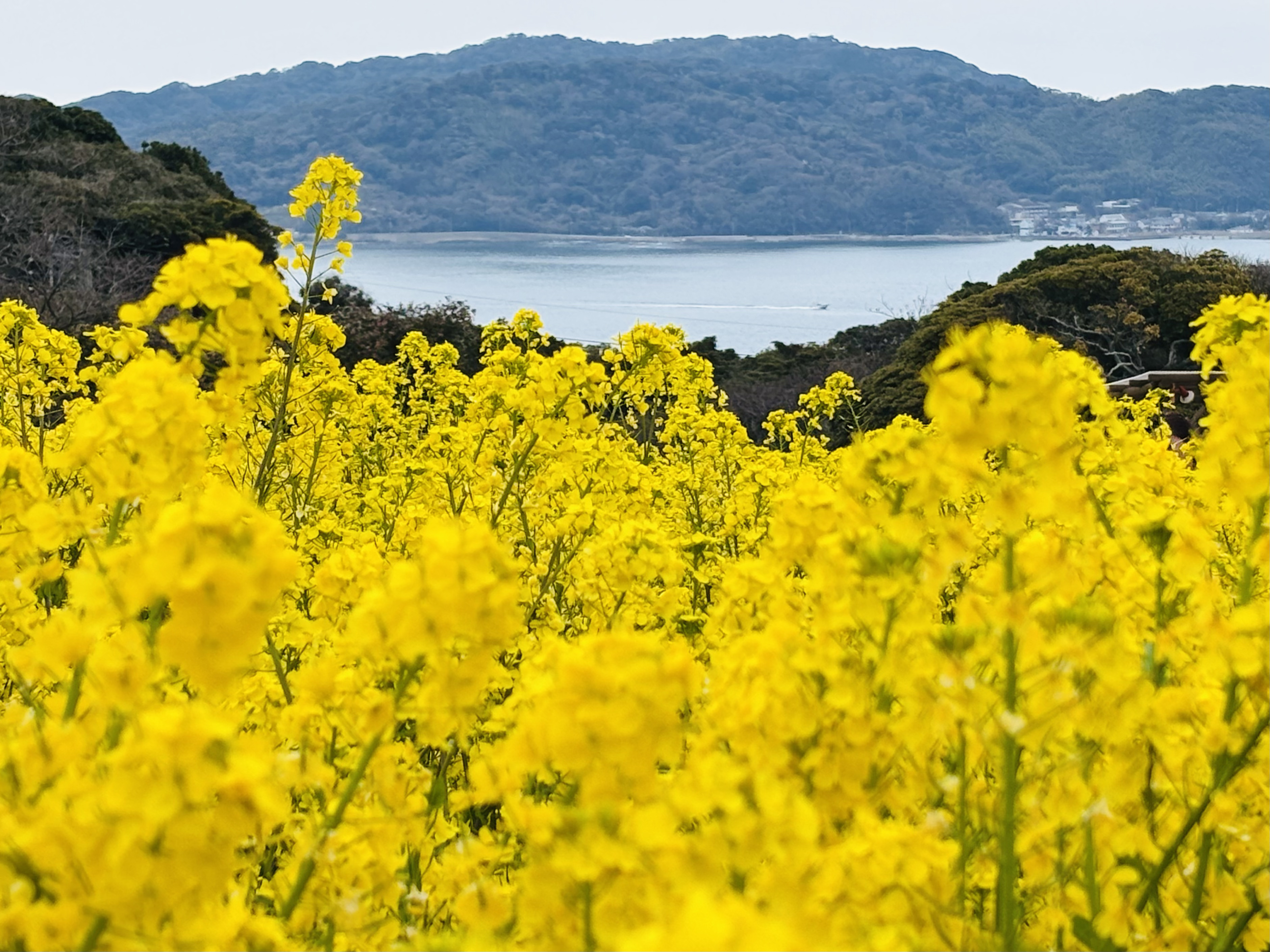 菜の花と海