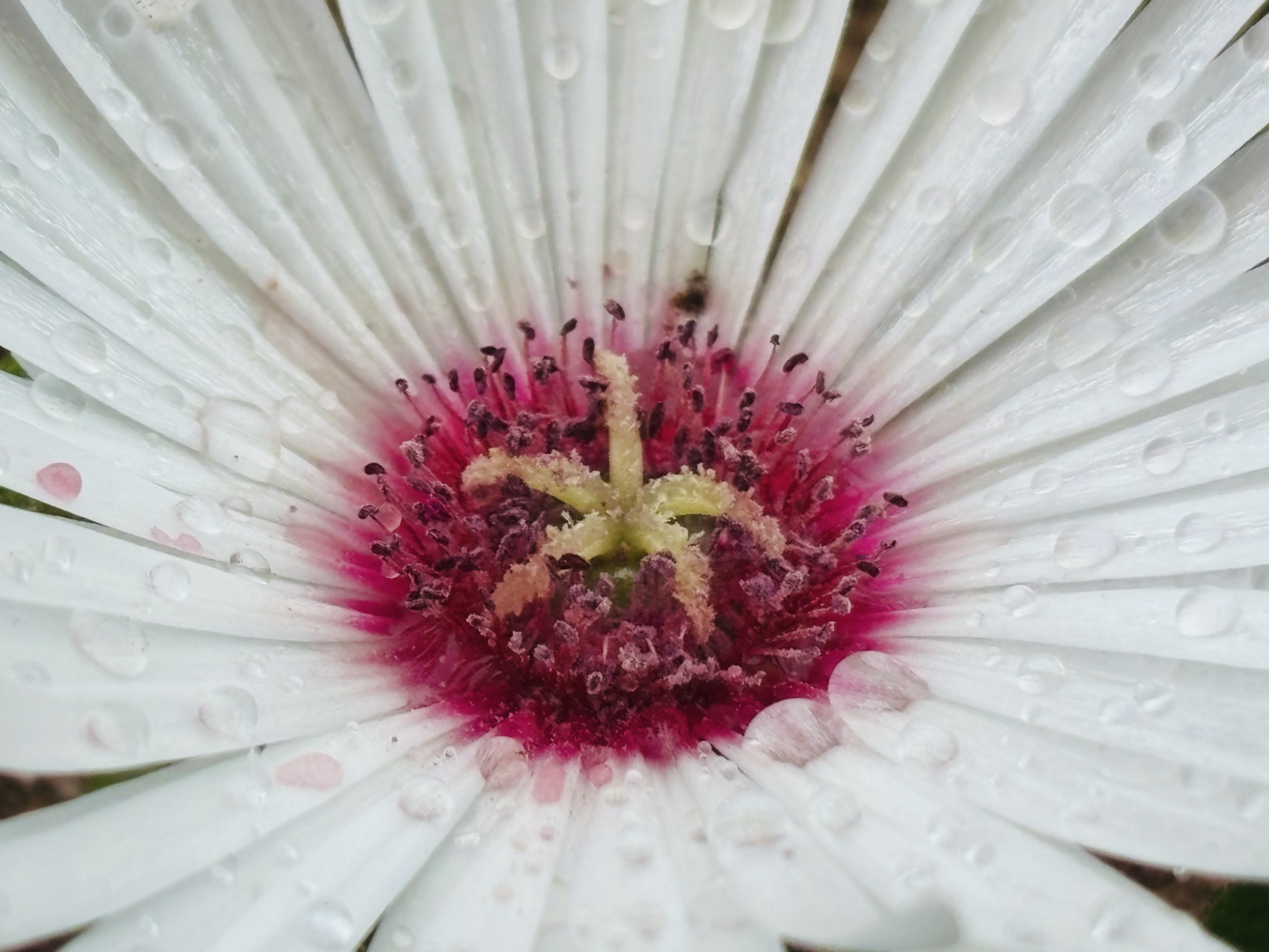 リビングストーンデイジー