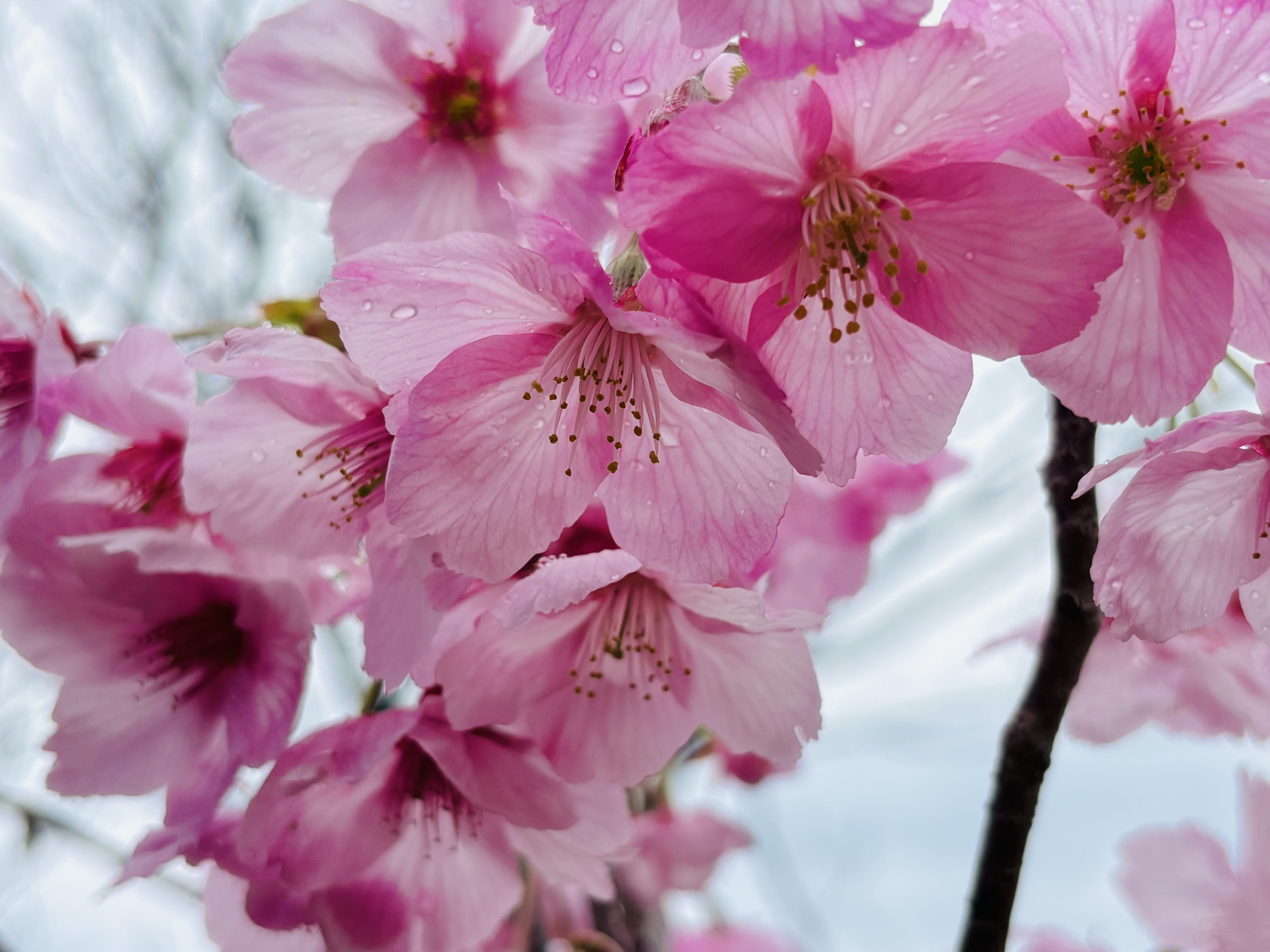 雨天時：桜