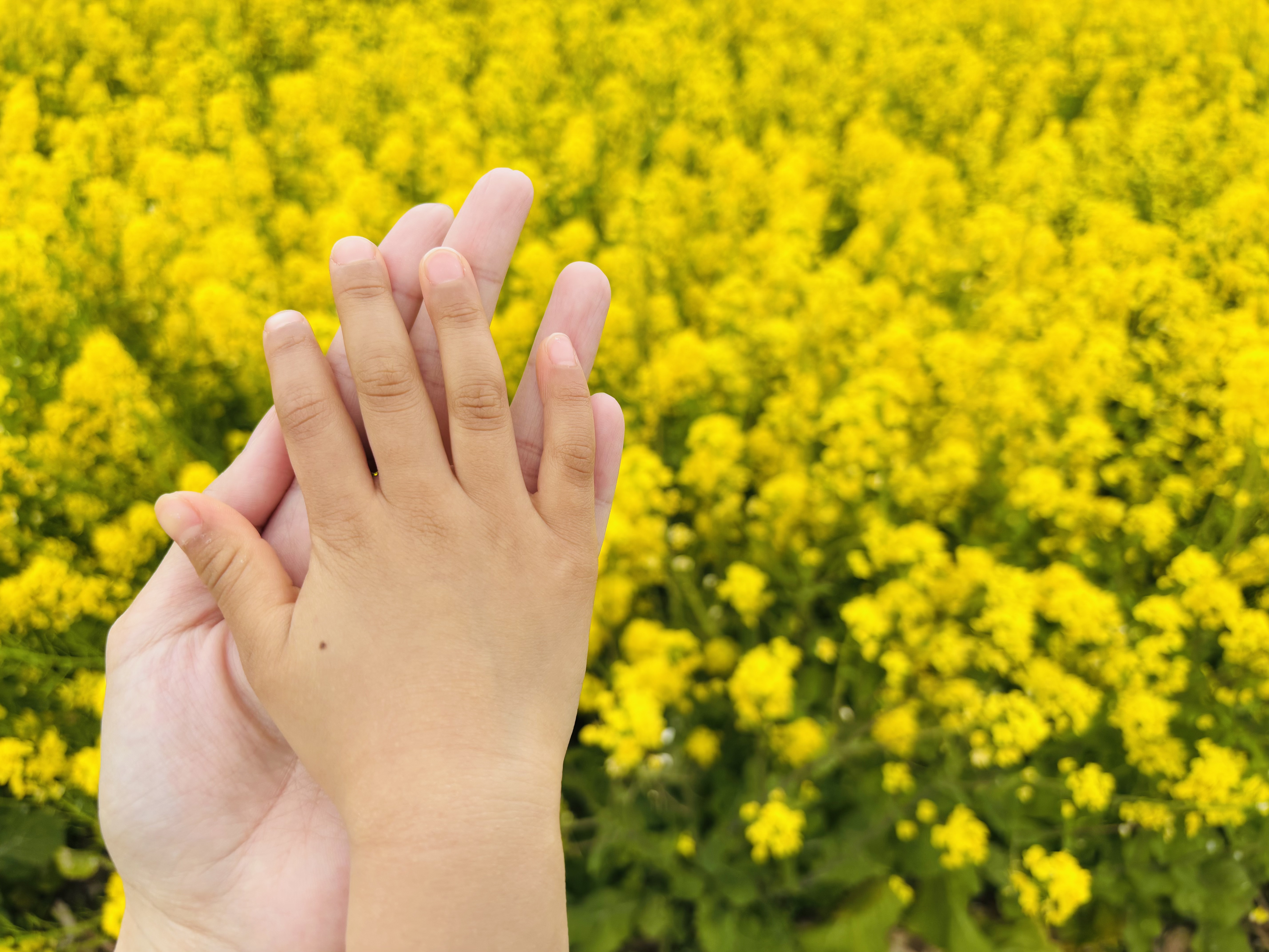 菜の花：親子