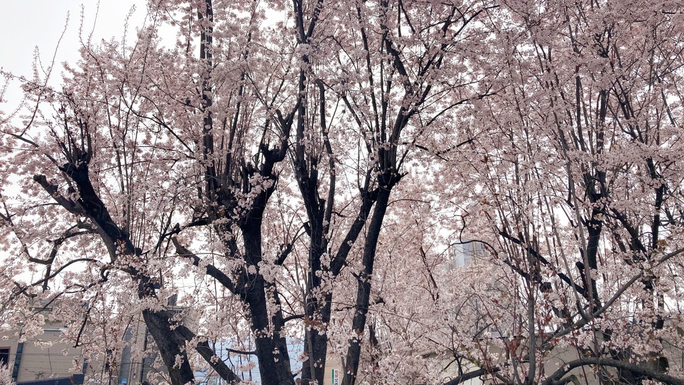 【春の訪れ】さくら温泉通りの桜を満喫！1泊2食付創作和食膳＋ハーフバイキングプラン