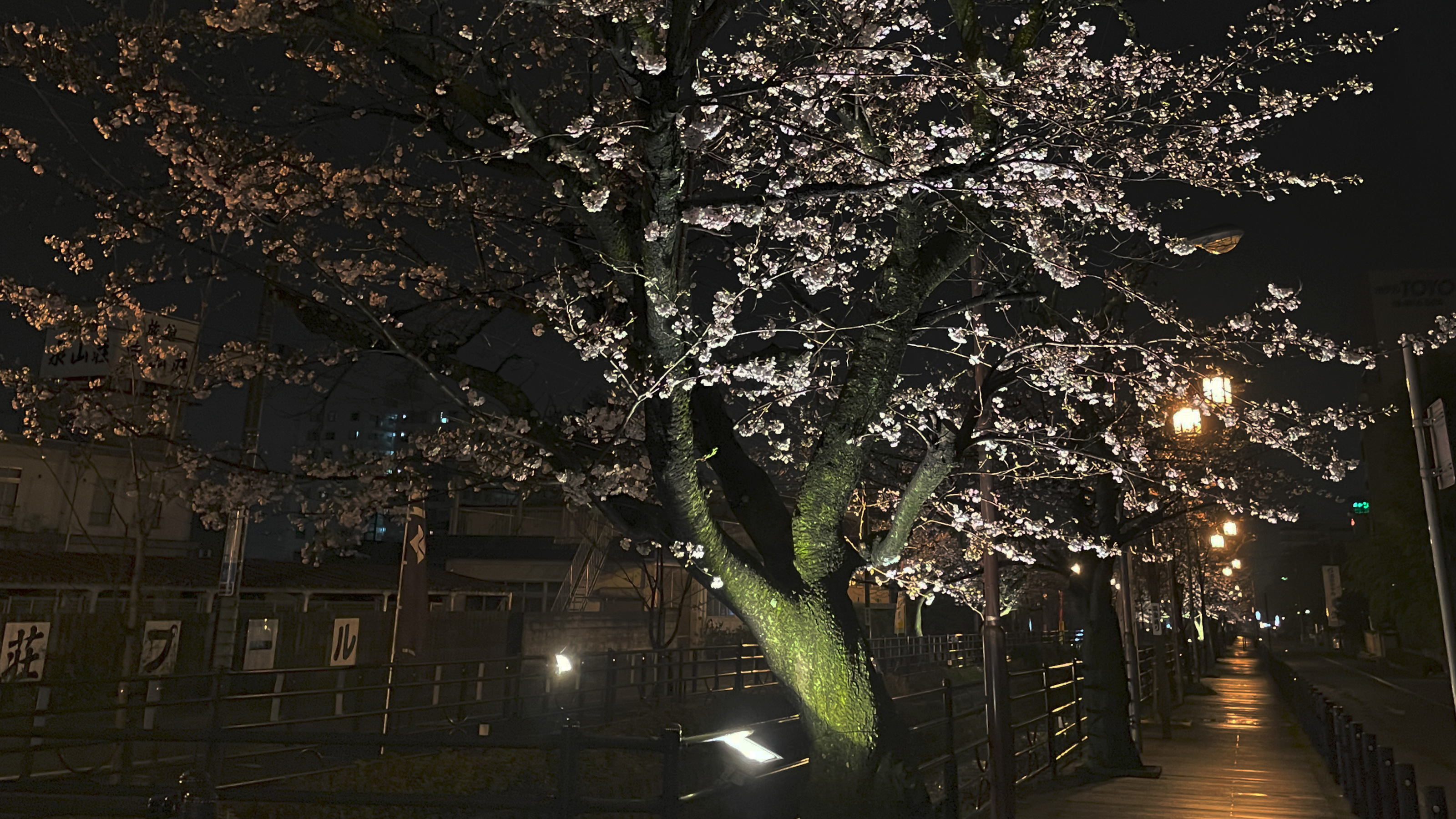 さくら温泉通り夜桜(ホテル正面通り)