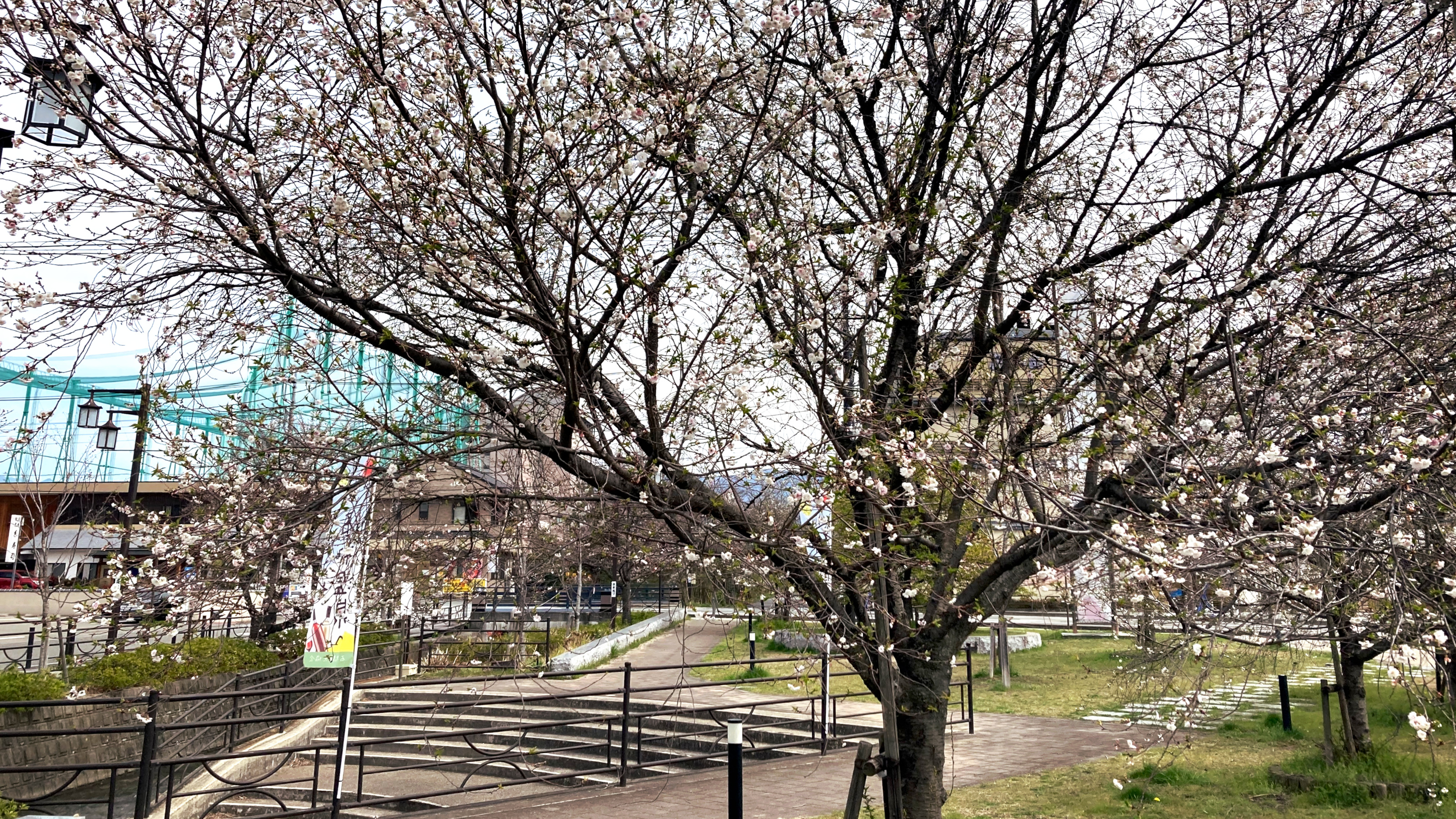 さくら温泉通り桜(ホテル正面通り)