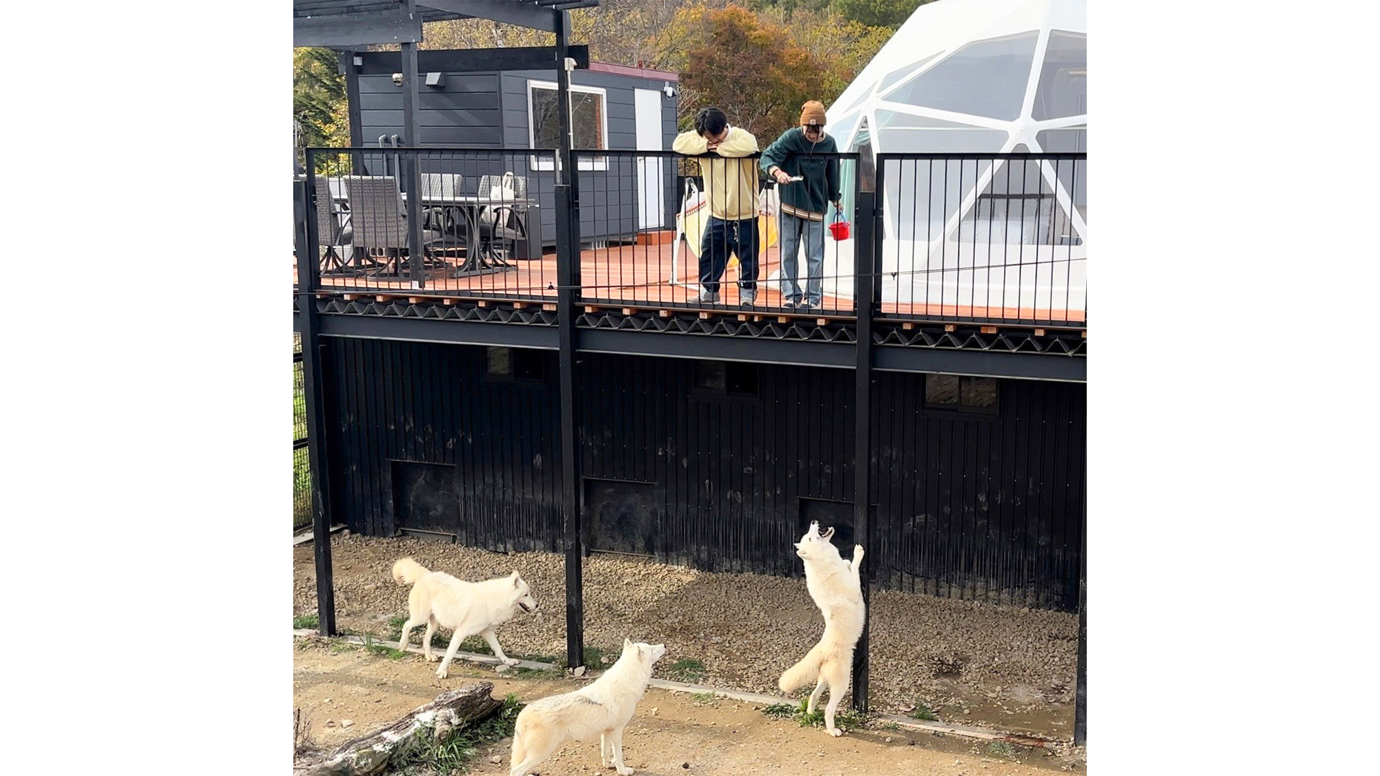 ・【オオカミドーム】オオカミの餌やり体験付き！動物たちと一緒に特別なひとときを過ごしませんか