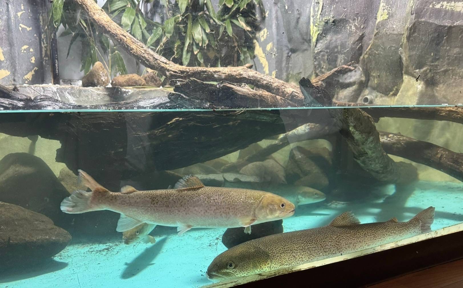 幻の魚イトウ