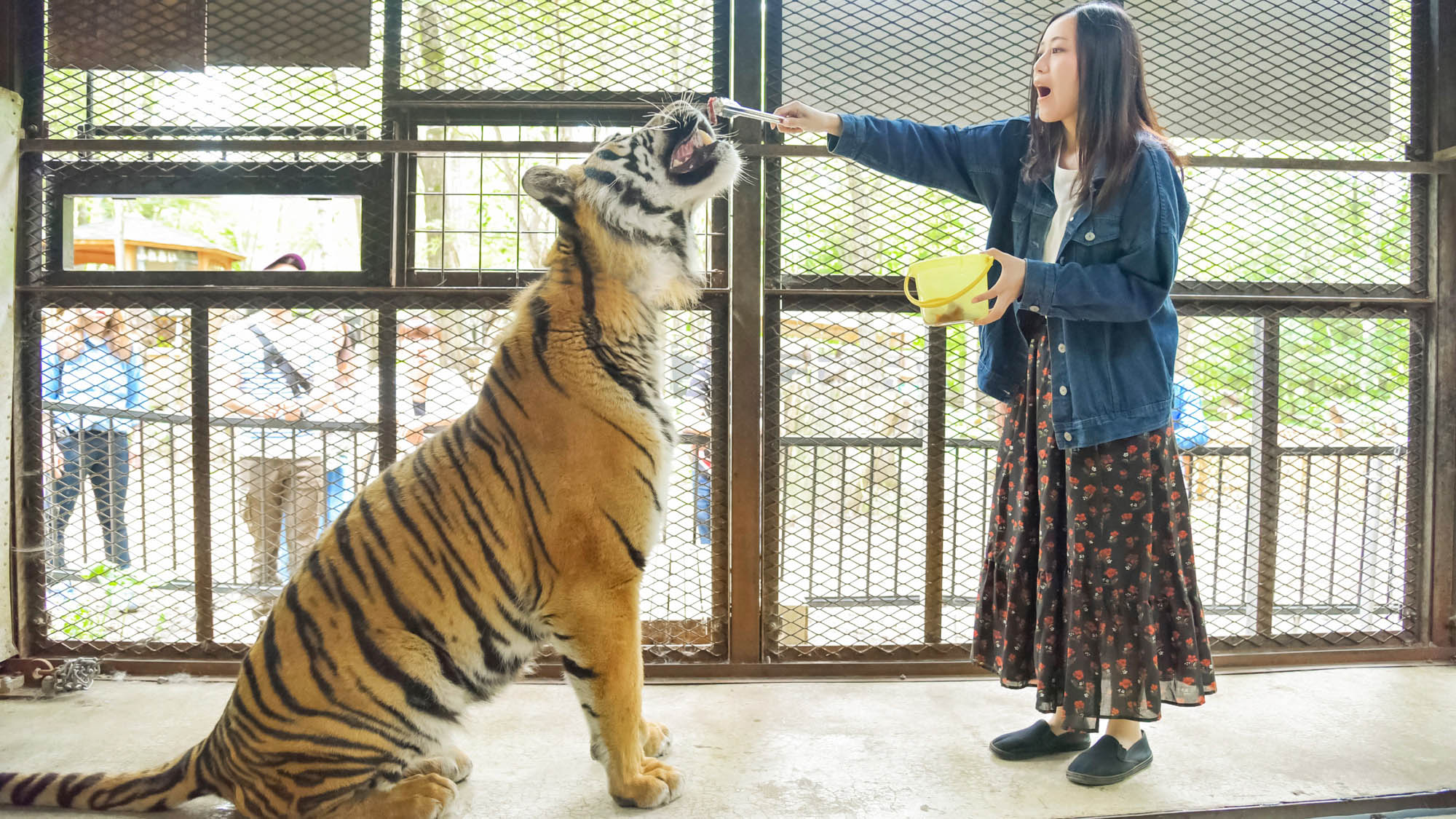 ・【ノースサファリサッポロ】トラの餌付け「ここでしかできない」をご体感ください