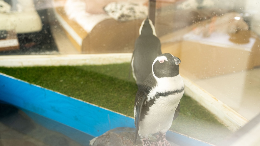・【ペンギンコテージ】ペンギンのとてもかわいいしぐさを近くでご覧いただけます