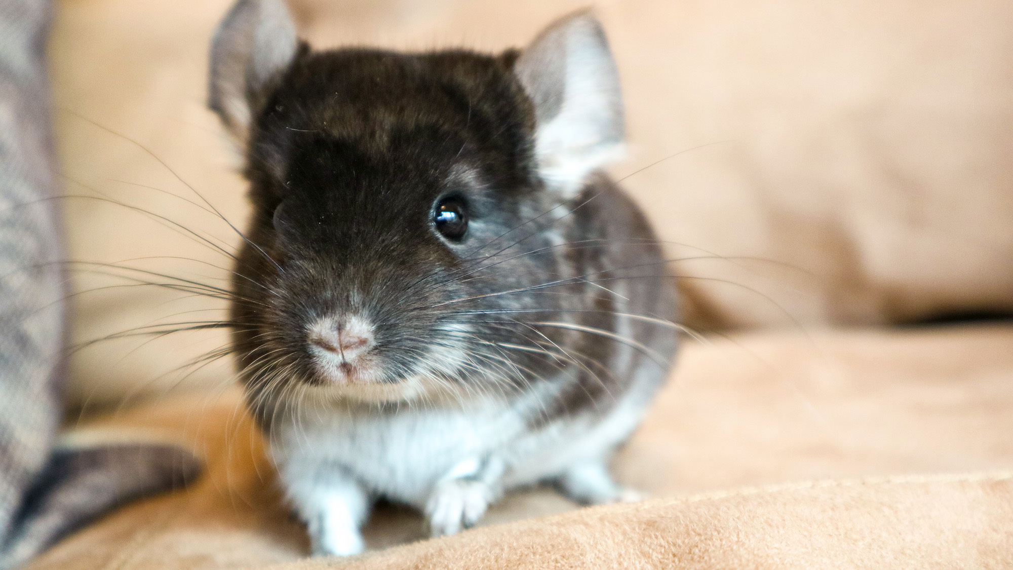 ・【一緒に泊まれる動物一例】愛くるしい表情がたまらないチンチラ♪