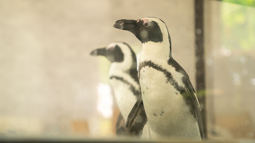 ・【ペンギンコテージ】お部屋にいながらも水族館にいるような非日常を体験できます