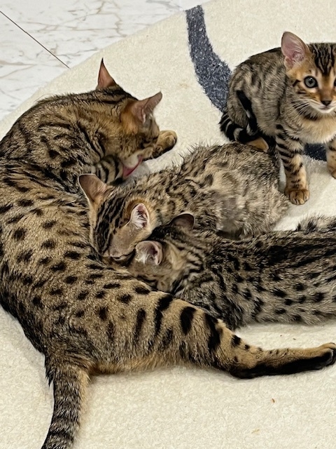 ☆彡ベンガル猫の3つ子家族に会える☆彡　夏休み＆週末限定公開プラン