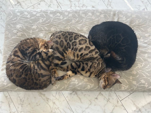 ベンガル猫