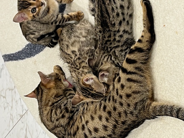 ベンガル子猫