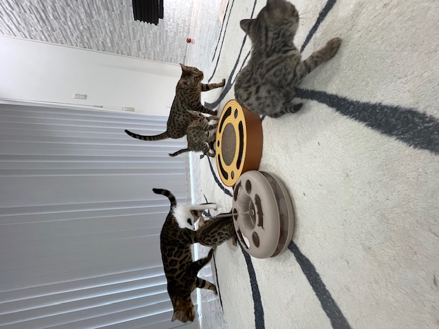 ベンガル猫の赤ちゃん一家