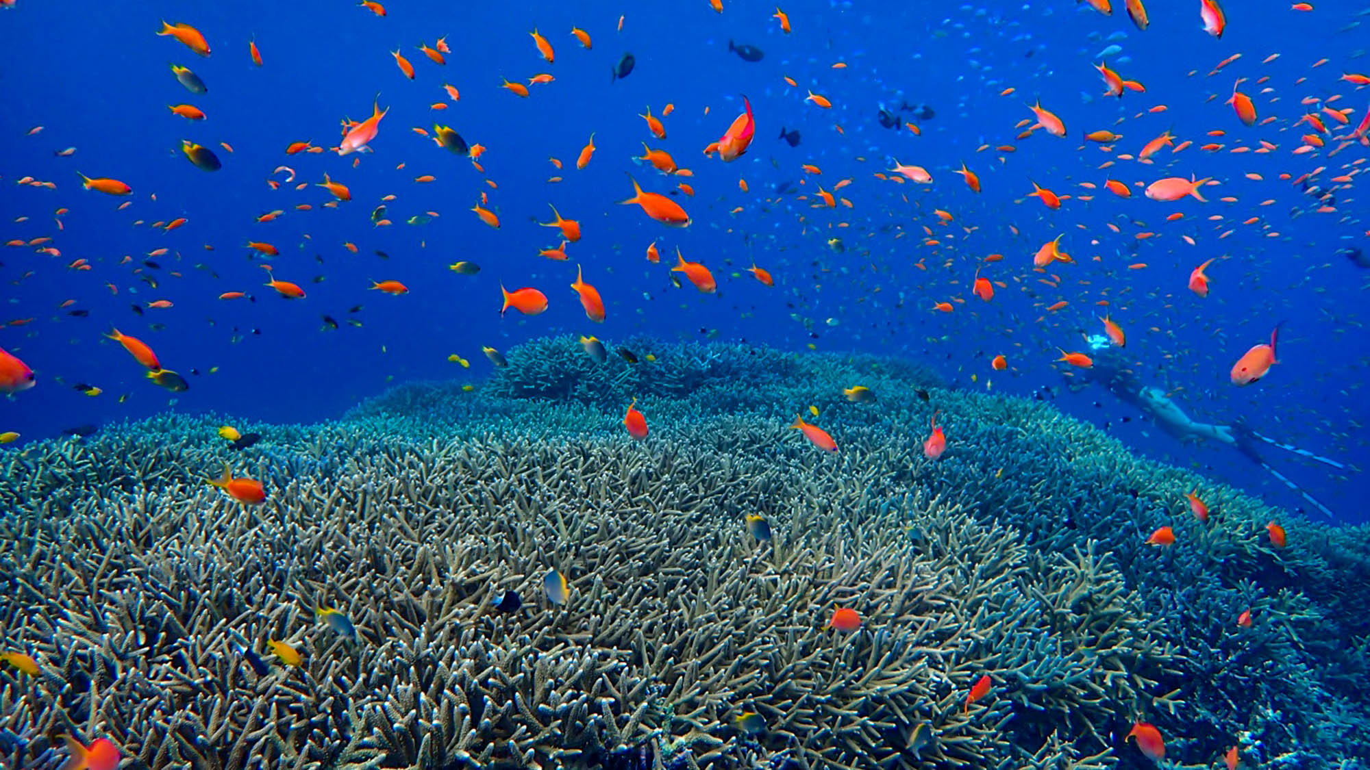 ・【海】海に潜れば目の前で色とりどりの熱帯魚が泳ぎ回ります