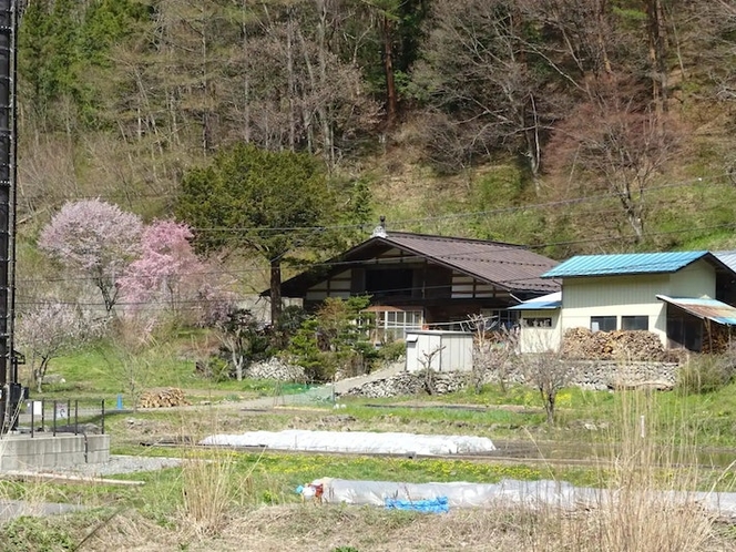 春先・4月10日頃の桜の時期です。