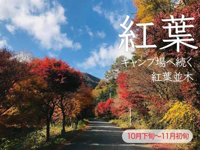 宿泊地へ向かう道は、紅葉で綺麗に色付きます。